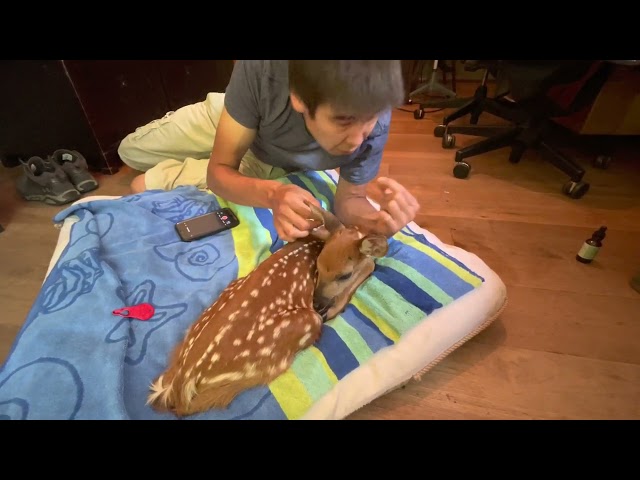 Part 1 - Baby Deer Rescue - Abandoned | GardensAll.com