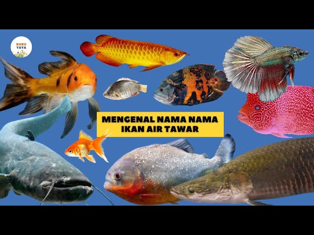 Learn to Know the Names of Freshwater Fish | Animal Animals | Bubuyaya | Education of Children