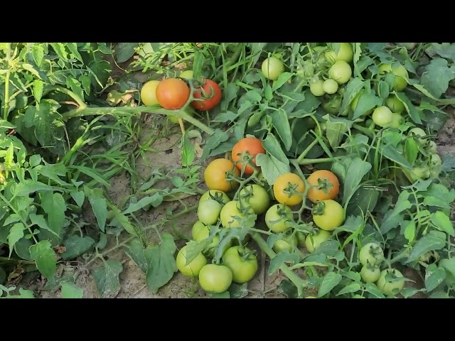 My Tomato Farming Profitable Cultivation