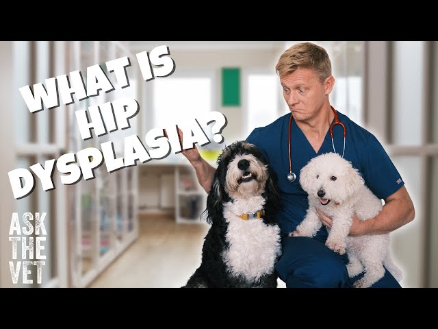 What is hip dysplasia? | ASK THE VET with Dr Scott Miller