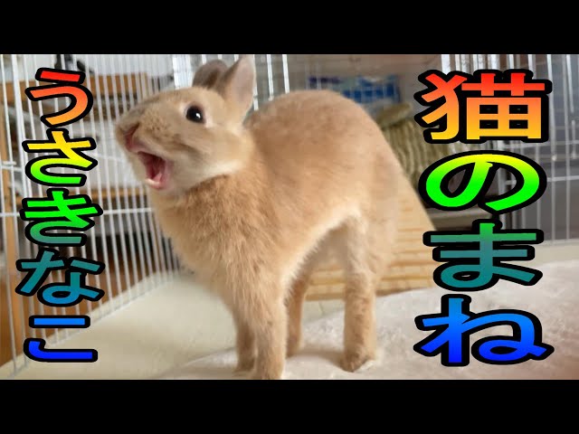 34話　うさぎのきなこ猫の真似