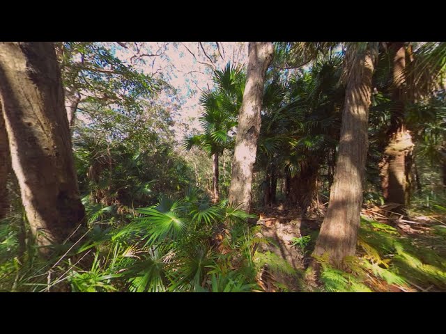 So what's it like to SitAwhile in one of Australia's temperate rainforests among cabbage tree palms?