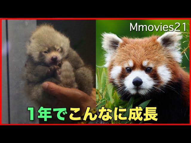 レッサーパンダ円実　1歳　おめでとう! Red Panda "Marumi" Happy Birthday