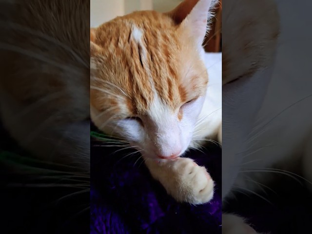 cat licking itself #cats #catvideos #catlover @cats