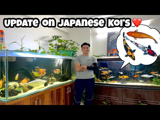 *UPDATE on  my Japanese Koi Fish* | Showa Koi Fish | Utsuri Koi Fish | Aka Matsuba Koi Fish