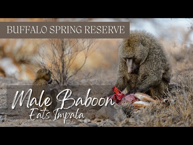 Male baboon eats baby impala -  Buffalo Springs National Reserve - Kenya 4K