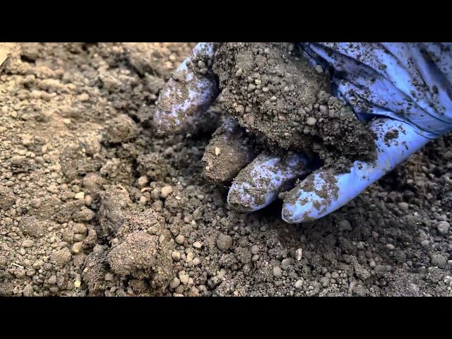 Aquatic pond plant clay soil compared to compost for moist garden plants.