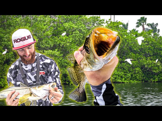 Snook Fishing Tampa Bay Florida - Inshore Mangroves SLAM (Redfish + Trout + Snook)