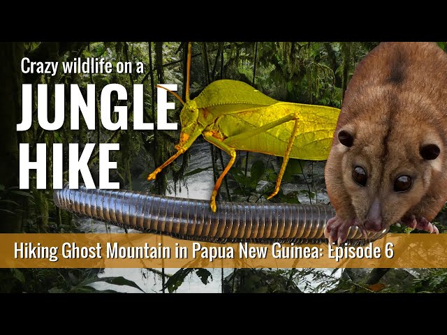 Jungle adventure on the Kapa Kapa Trail: #6 – Local encounters & wildlife in Papua New Guinea