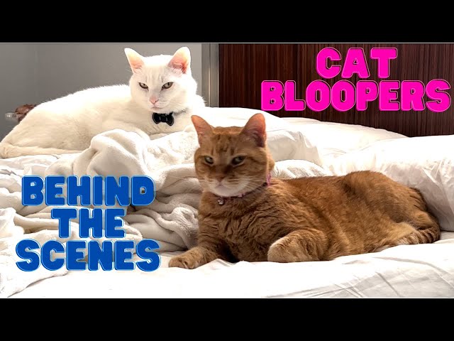 Funny Behind The Scenes Cat Bloopers 🎩👑💙🩷