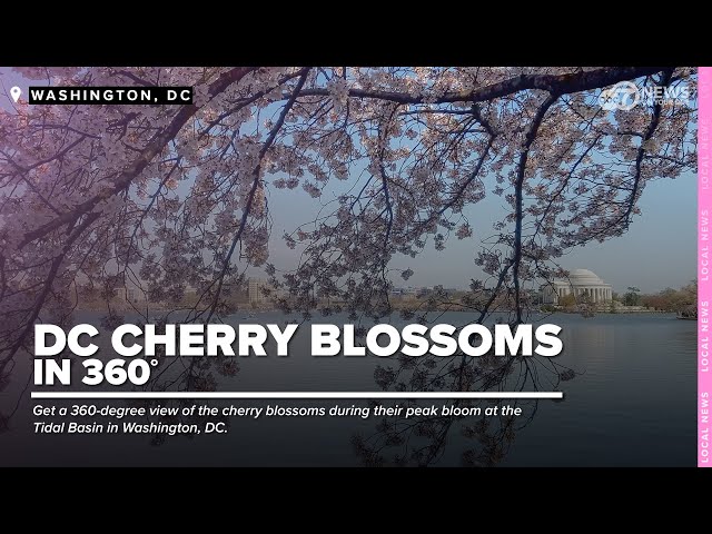 DC Cherry Blossoms 360-Degree view of peak bloom