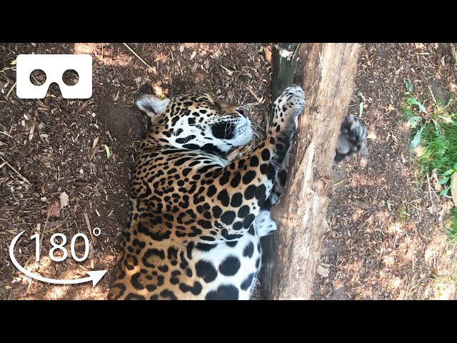 Up Close With Big Cats | VR 180 | BBC Earth