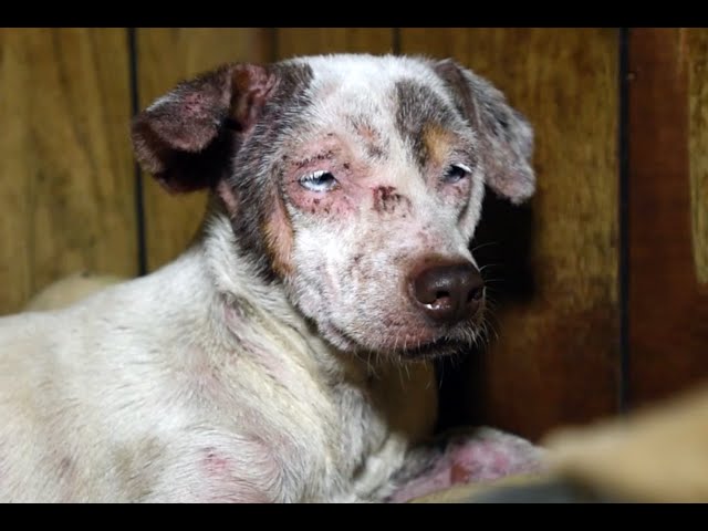 Animals rescued from cruelty in Arkansas