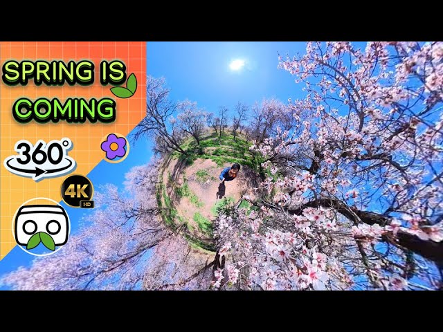 Fairytale Escape Magic of Almond Pink Blossoms Will Blow Your Mind! 4k 360 #360 #vr #travel