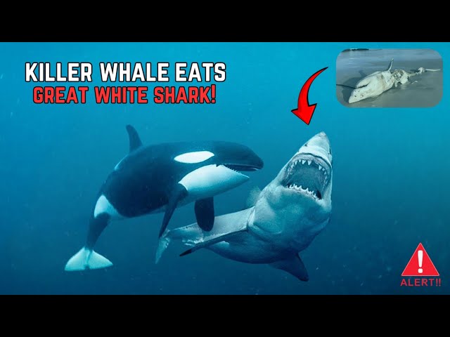 How Do Orcas Defeat Great White Sharks? ‼️