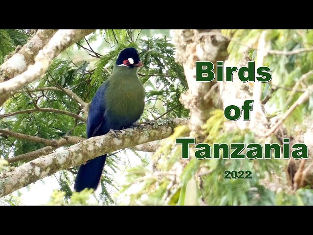 Tanzania Birds 2022