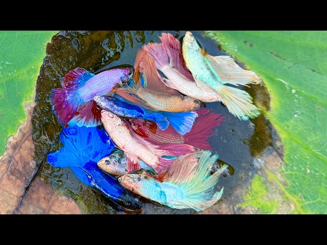 You Won’t Believe This Betta Fish Haul! Catching Rare Fish in a Secret Lotus Lake Nature at Its Best