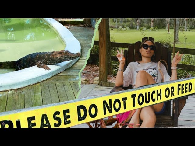 FEEDING ALLIGATORS IN FLORIDA, THEY GO CRAZY