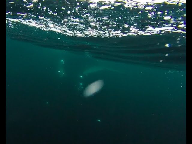 Whale Snorkeling in Newfoundland!