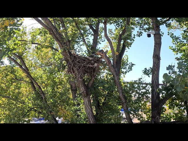 2024 EagleCam Installation Story