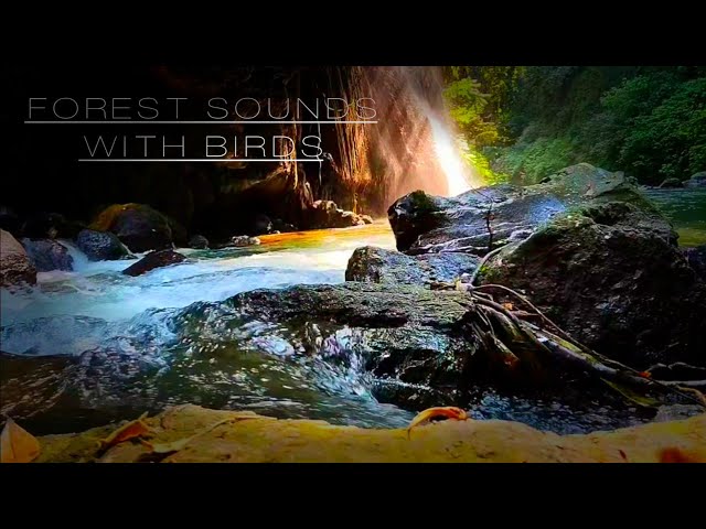 THE NATURAL SOUND OF FOREST RIVERS AND BEAUTIFUL BIRDS SINGING, NATURE SOUNDS, RIVER SOUNDS