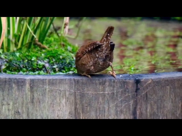 Little wren pond dipping for invertebrates