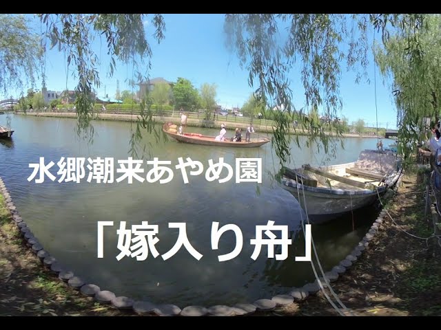 水郷潮来あやめ園「嫁入り舟」を見に行ってみた！I went to see Suigo Itako Ayame Garden "Married Boat"!　180度3DVR　oculus go！