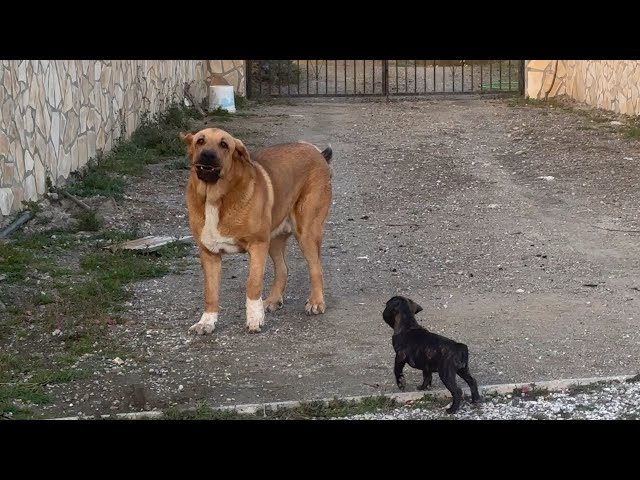 🇪🇸🇫🇷Spanish Mastiff vs Frenchie: 7 Minutes of Puppies Playing | Guapo El Mastín Español