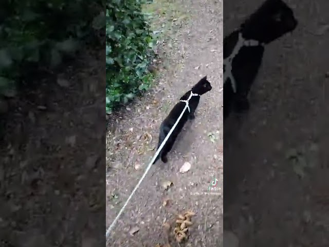 Flash on his first walk in the park