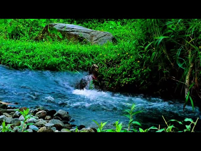 Mountain stream flowing, Forest river stream, Flowing water, white noise for sleeping