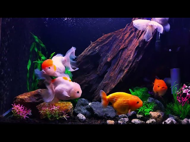 Deep Sleep Aquarium with Soft Piano Music | Tranquil 4K Fish Tank Sounds