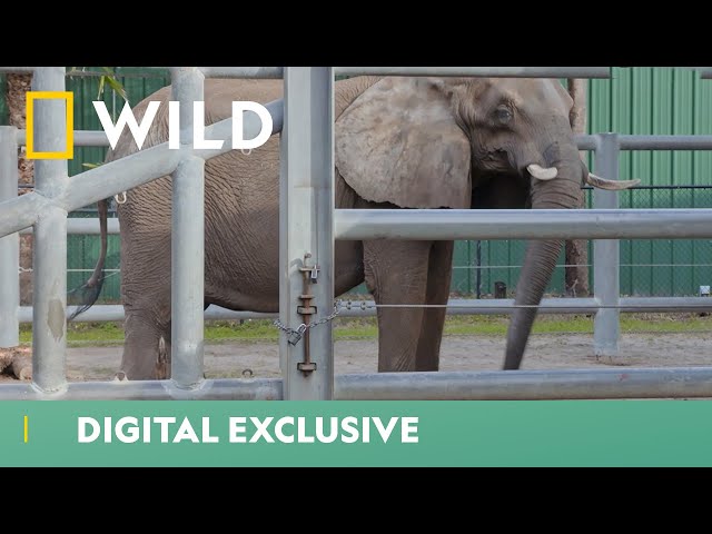 Meet The Elephants Of ZooTampa | Secrets Of The Zoo: Tampa | National Geographic WILD UK