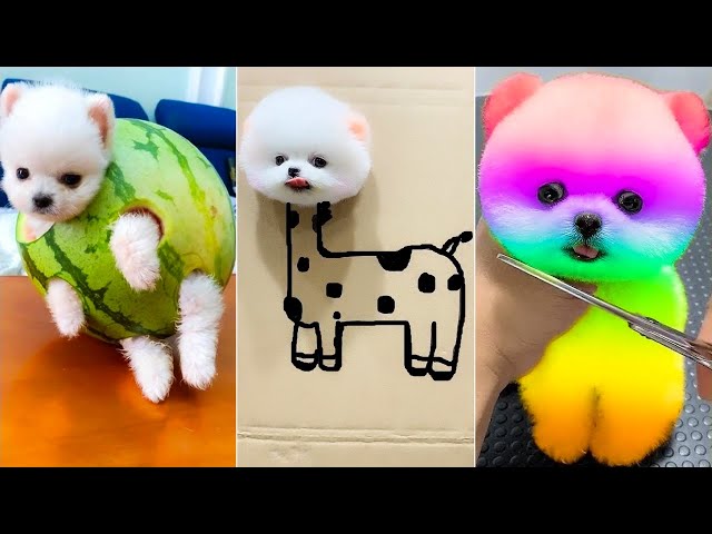 Cute Pomeranian Puppies Doing Funny Things 2024🐶Cute and Funny Dogs😅Box Studios