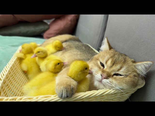 The most duckling-loving cat ever.😽cute and interesting animal videos The kitten is a mother duck👍