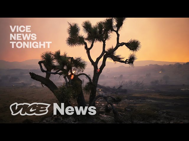 Joshua Trees Are Being Wiped Out by Climate Change — Can They Be Saved?