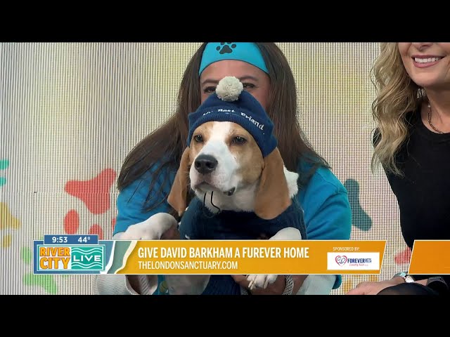 David Barkham is kicking around ideas for a furever home!