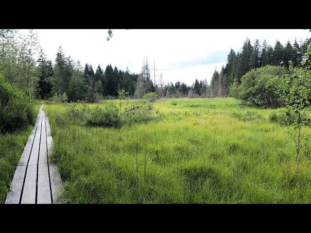 Hike through National Park Bayerischer Wald in South East Germany