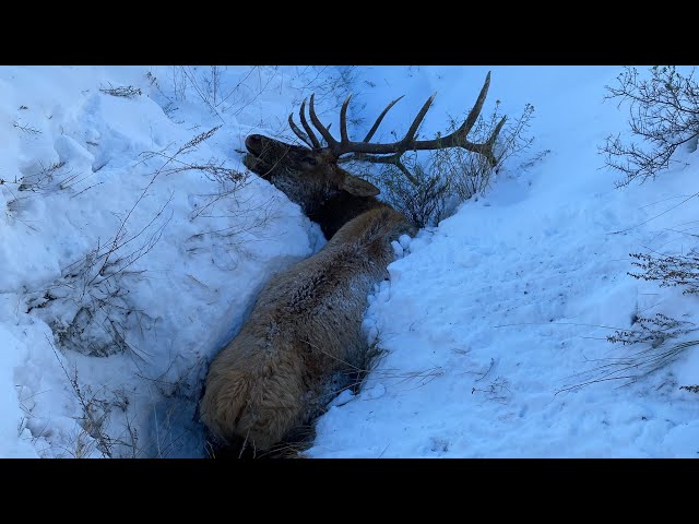 BIG BULL ELK STUCK IN A RUT! Solo Elk Hunt.