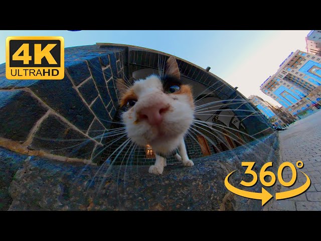 Relaxing evening walk in Medina ft. Cats  ║ 4K/5K 360 VR Immersive Clip