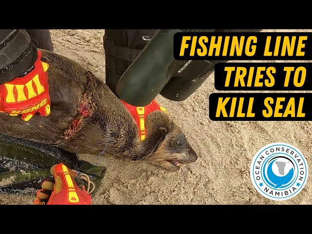 Fishing Line Tries To Kill Seal