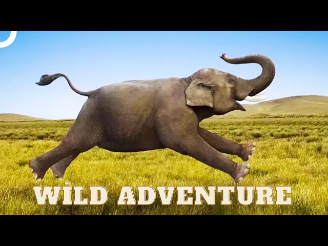 Sensitive Giants: Unknown Aspects of Elephants | Wild Ones Episode 5 | Animal Documentary