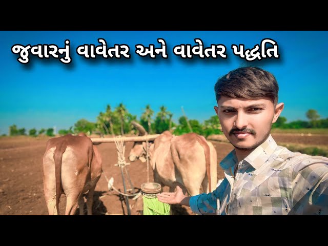 શિયાળામાં જુવાર વાવી દીધી || shiyalama bov Vela vavetar karyu ||