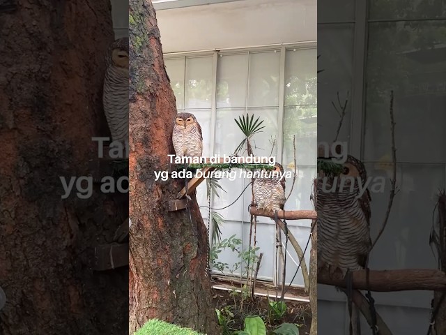 Taman Adem banget di bandung dan bisa foto sama burung hantu🦉 #narapark #kafebandung