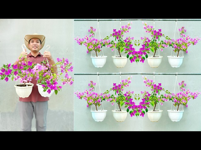 SUPER EASY Method: TOP Tricks GROW Bougainvillea From Cuttings