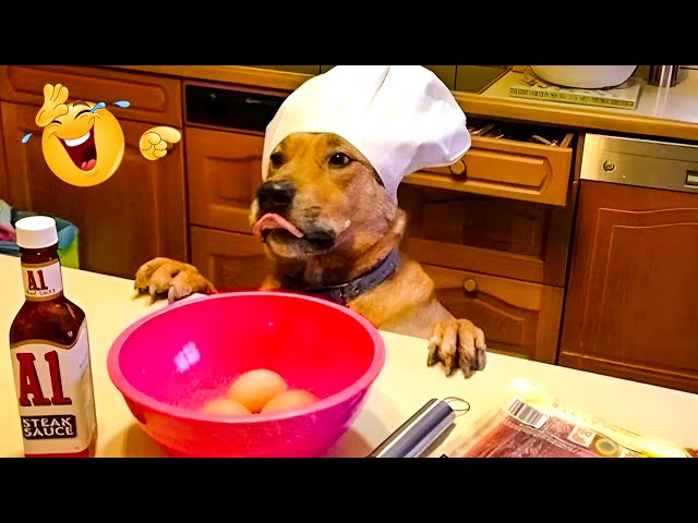 DOGS Will Break Your Heart 😹 FUNNY Dog videos of 2025