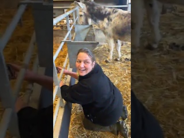 Cynthia the Donkey has her foal - Live (Cannon Hall Farm)