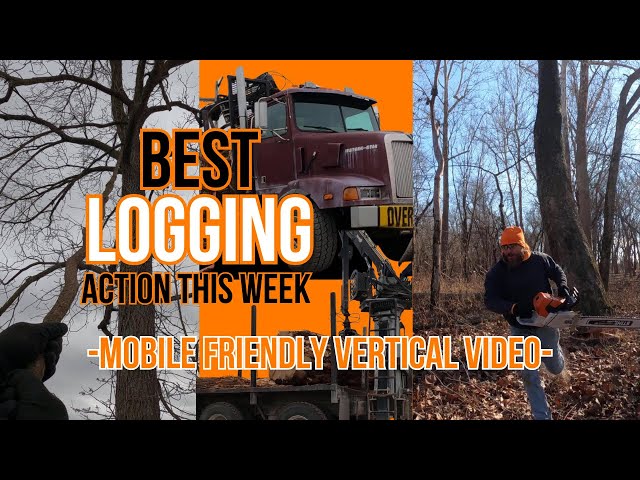 My favorite logging action scenes from this week #logging #asmr #action #reality #bluecollar