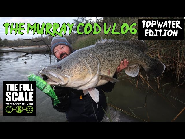 The Murray Cod Vlog | Topwater Edition | The Full Scale