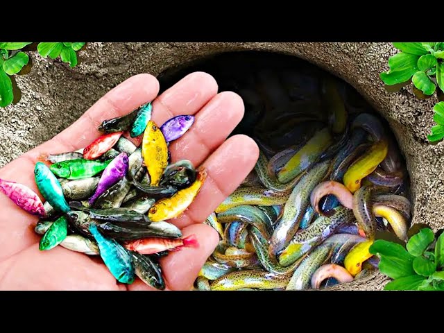 Catching Fancy Ornamental Fish In Tiny Pond, Grass Guppy, Arowana, Pencil Fish, Swordtail Fish, Koi