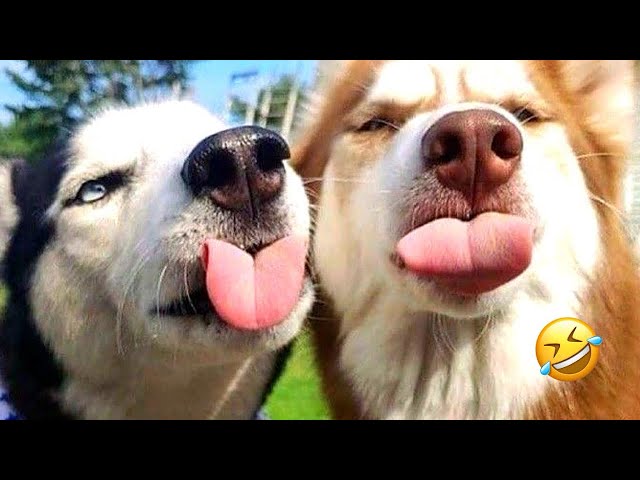 Funny Dog Videos Try Not To Laugh - Cat Funny Videos | Funny Dog Videos On Youtube 😺🐶